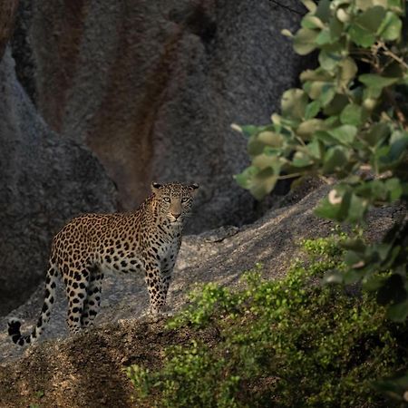 Jawai Leopard Villa Bijapur  ภายนอก รูปภาพ