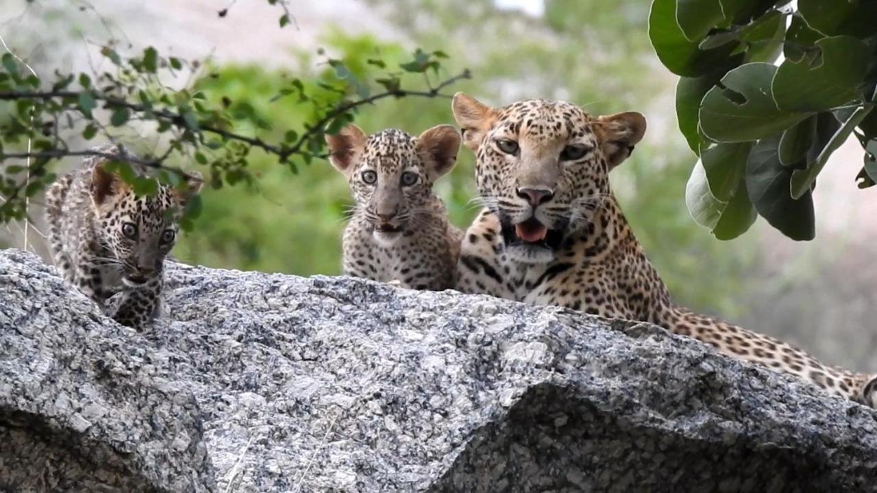 Jawai Leopard Villa Bijapur  ภายนอก รูปภาพ