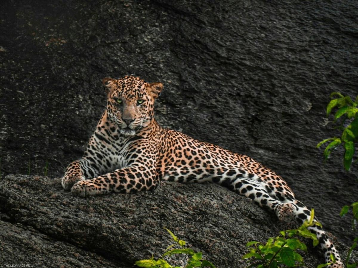Jawai Leopard Villa Bijapur  ภายนอก รูปภาพ