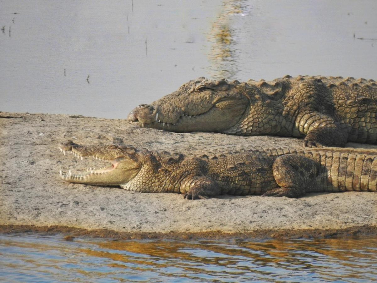 Jawai Leopard Villa Bijapur  ภายนอก รูปภาพ