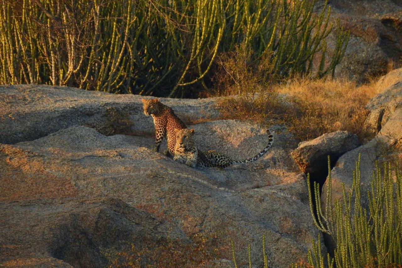 Jawai Leopard Villa Bijapur  ภายนอก รูปภาพ