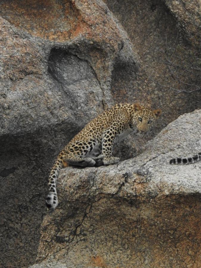 Jawai Leopard Villa Bijapur  ภายนอก รูปภาพ