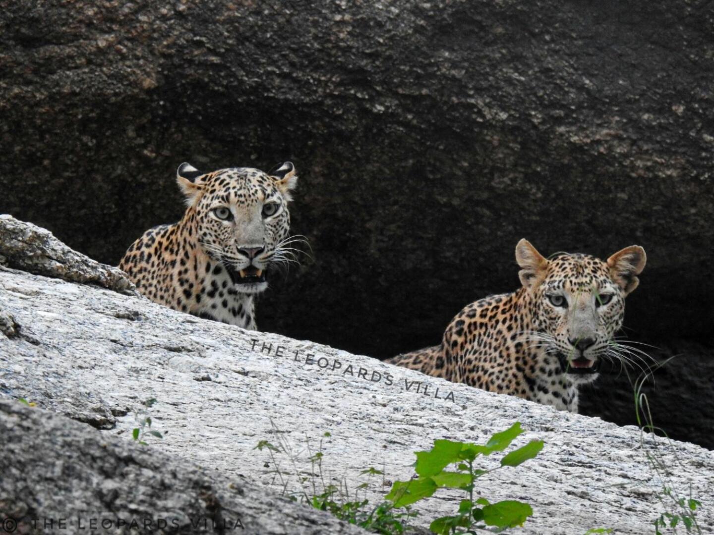 Jawai Leopard Villa Bijapur  ภายนอก รูปภาพ