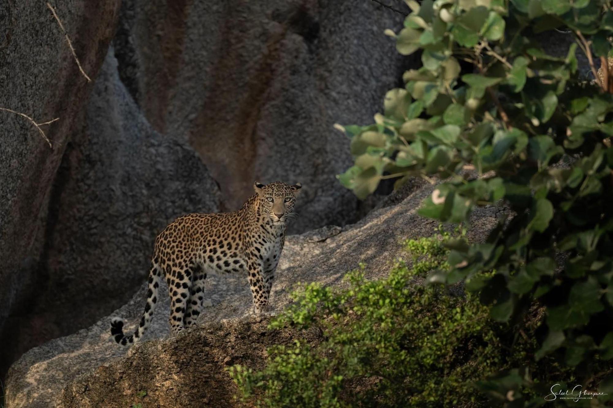 Jawai Leopard Villa Bijapur  ภายนอก รูปภาพ