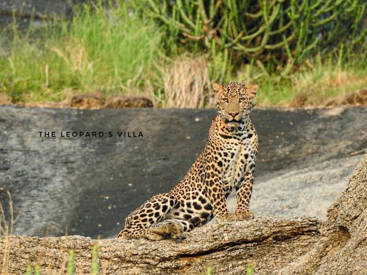 Jawai Leopard Villa Bijapur  ภายนอก รูปภาพ