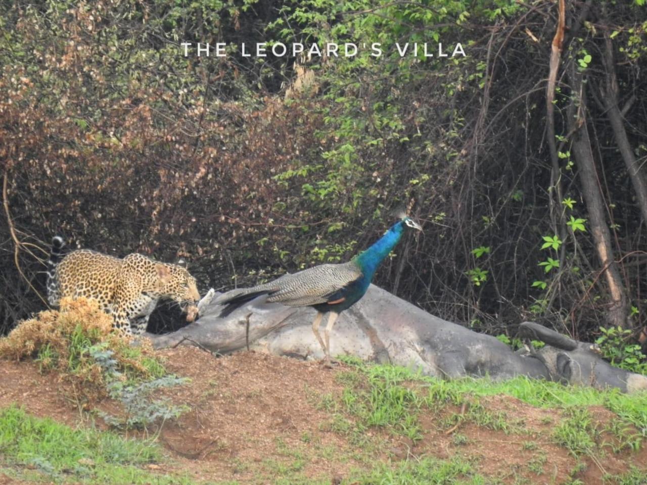 Jawai Leopard Villa Bijapur  ภายนอก รูปภาพ